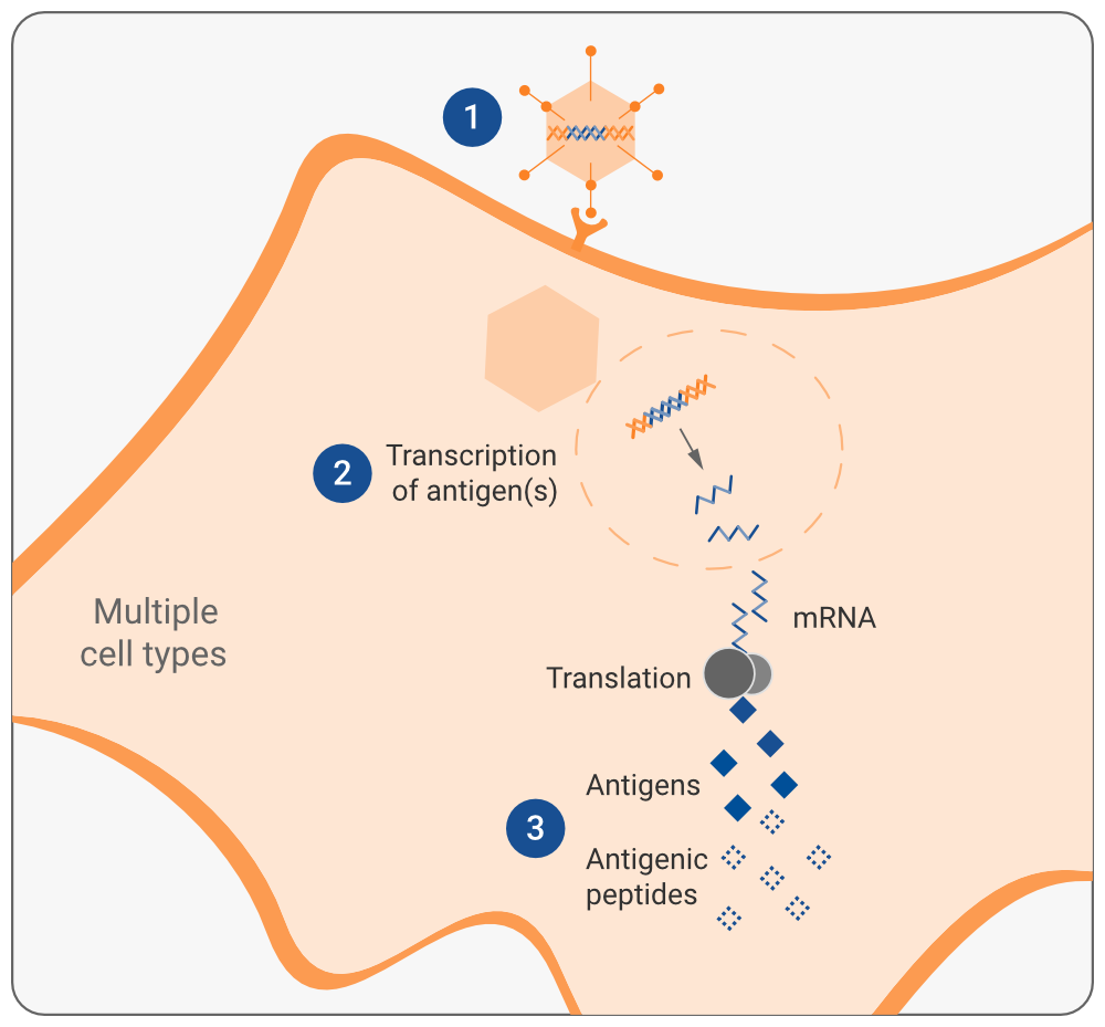 Vaccitech_MOA_Stage2