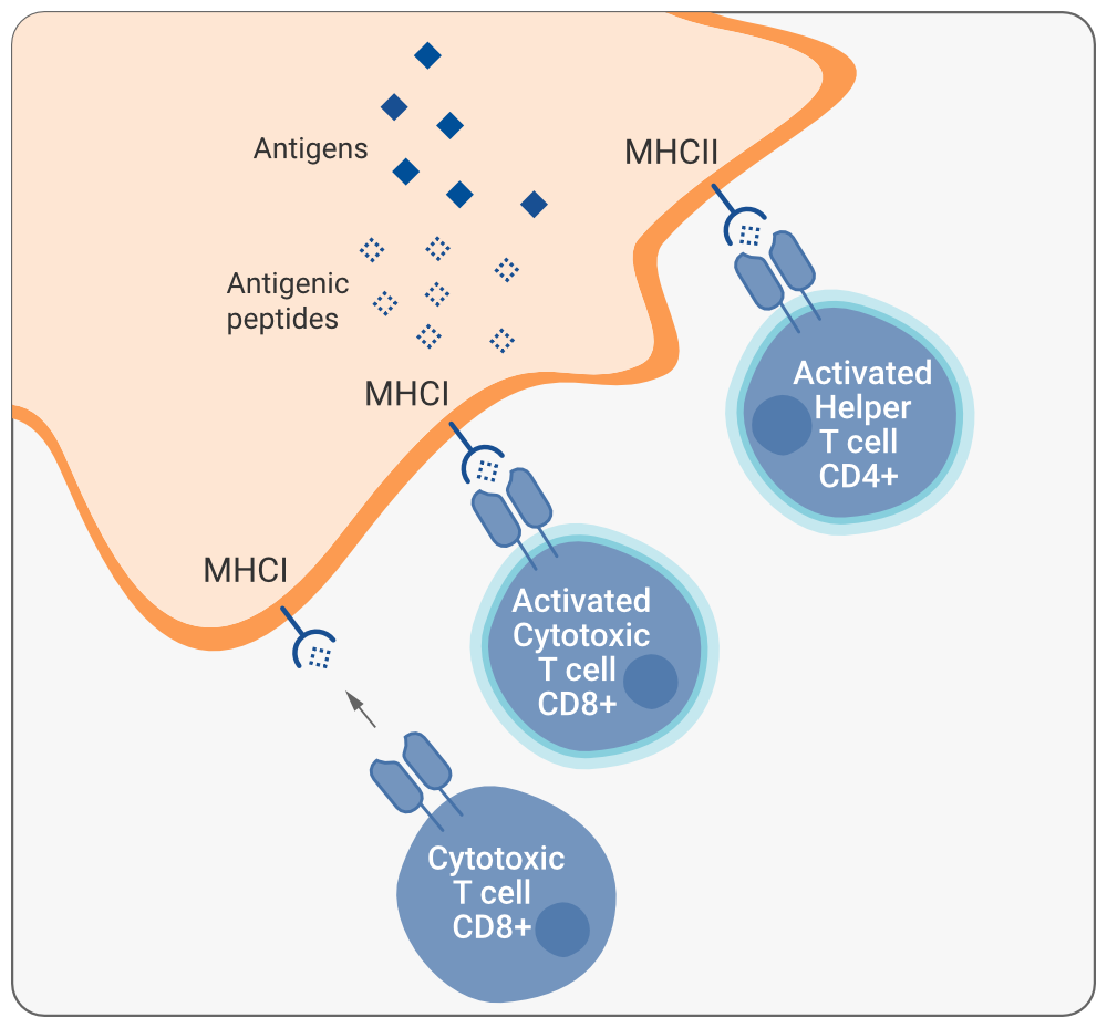 Vaccitech_MOA_Stage3